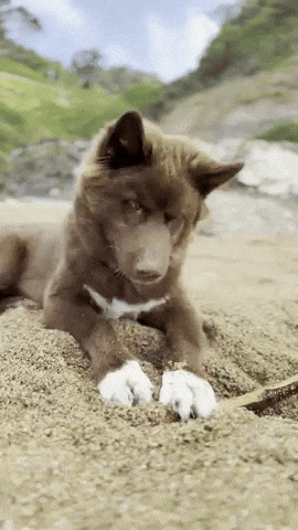 Red Husky GIF