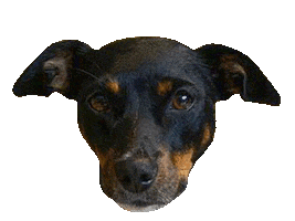 Dog Terrier Sticker by Os Paulistinhas