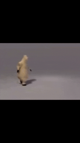 Milk Cow GIF