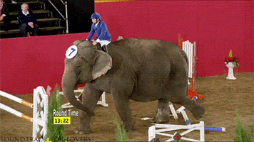 agent m elephant GIF by Agent M Loves Gifs