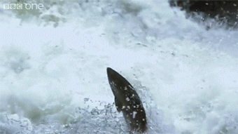  bear slowmotion salmon catching GIF