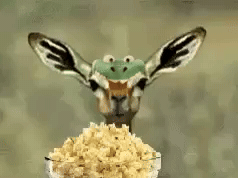 Happy Deer GIF by TokenGators