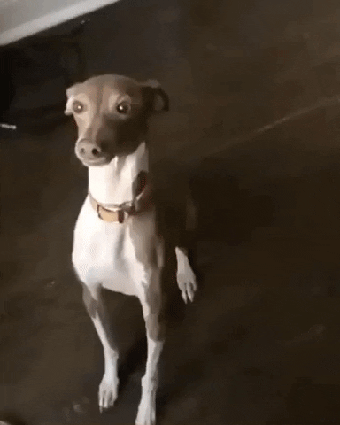 Dog Oops GIF by Pete