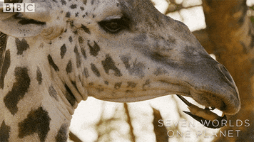 Best Friends GIF by BBC Earth