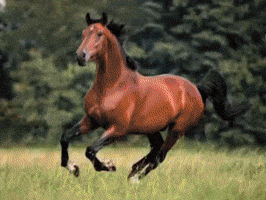 Football Galloping GIF by Ascoli Calcio 1898