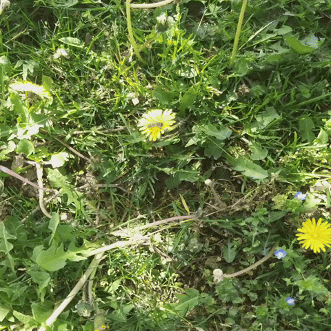 Spring Bee GIF