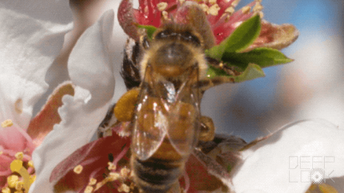 Bee Pollen Gifs Get The Best Gif On Giphy