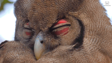 Tired Red Eyes GIF by Honda - Find & Share on GIPHY