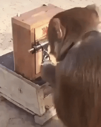Monkey Wow GIF by JustViral.Net