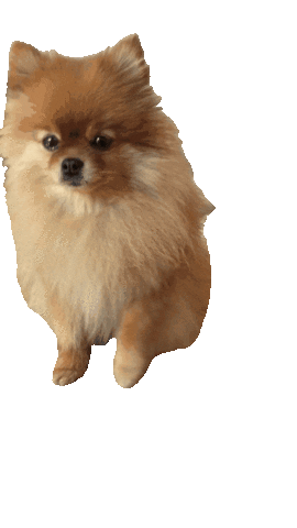 Собака Sticker