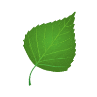 birch leaf summer Sticker by Saunapaiva