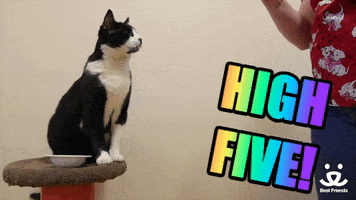 Video gif. A spotted black-and-white cat reaches out with its front paw, mirroring the hand of the human to its right, and the hand and paw connect for a high five. Scrolling rainbow Text, "High five!"