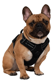 Dog Hund Sticker by jenpix