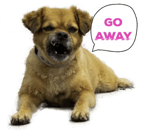 Featured image of post View 10 Cute Dog Saying Bye Gif