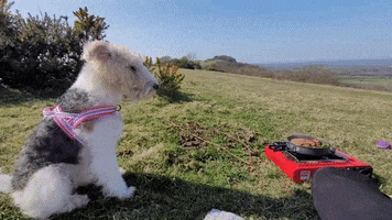 Perfect Day Terrier GIF