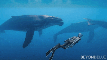 Diving Whales GIF by Beyond Blue