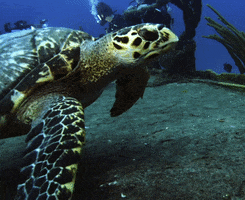 Sea Turtle GIF by Shark Week