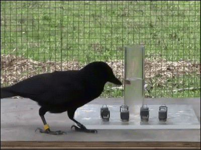 https://media3.giphy.com/media/UX2ssRLDOFSgg/giphy.gif
