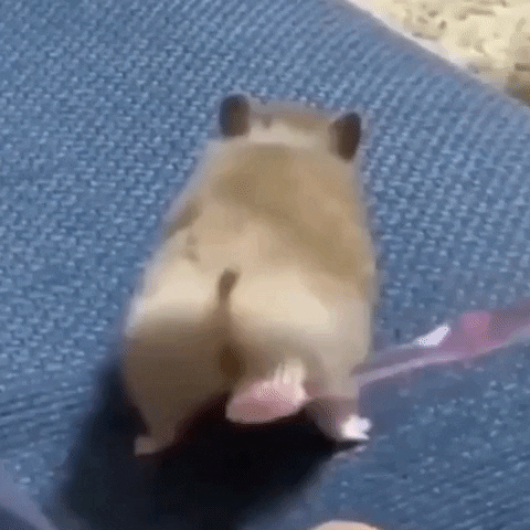 Shake It Hamster GIF