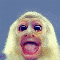 Morph Howler Monkey GIF by ewanjonesmorris