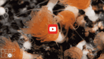 GIF by KQEDScience
