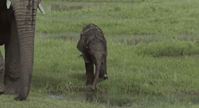 Elephant Playing GIF - Find & Share on GIPHY