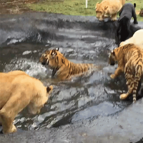 splash GIF