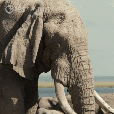 Explore Pbs Nature GIF by Nature on PBS
