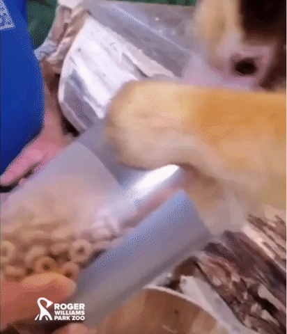 Hungry Cheerios GIF by Roger Williams Park Zoo