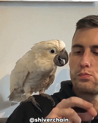 Bird Wow GIF