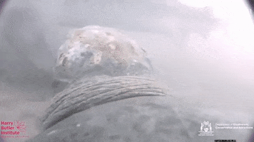 Sea Turttle GIF