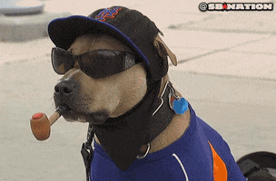 new york dog GIF