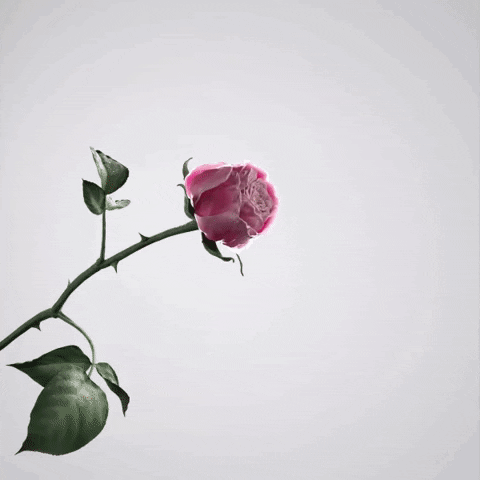 Rose Water Flower GIF by santamarianovella1221