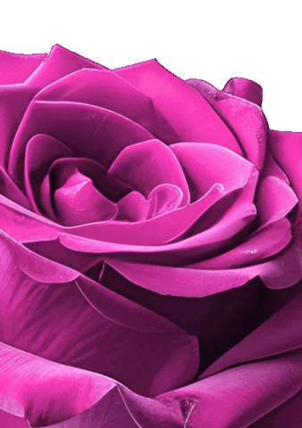 GIF by Loua Juicebar