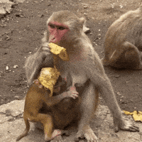 Monkey Trend GIF