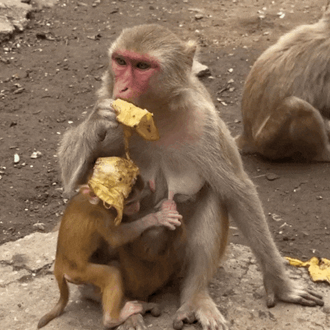 Monkey Trend GIF