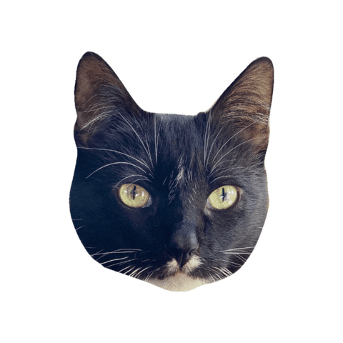 Cat Sticker