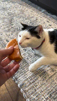 Cat GIF