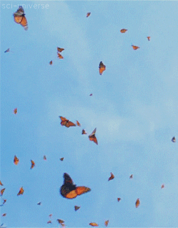 The-monarch-butterfly GIFs - Get the best GIF on GIPHY