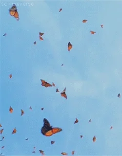 monarch butterfly sky GIF