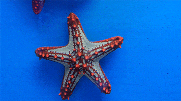 Starfish Wtf Are These GIF by Digg