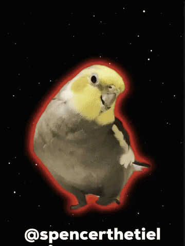 Bird Parrot GIF