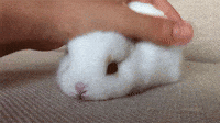 bunny nose twitch