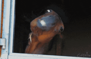 inappropriate horse GIF