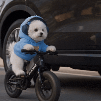 Bichon Frise Dog GIF