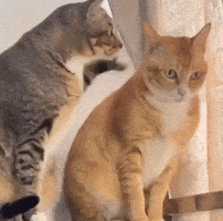Orange Cat GIF