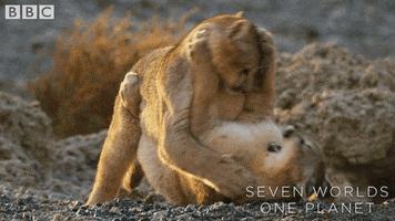 Awesome Wrestling GIF by BBC Earth