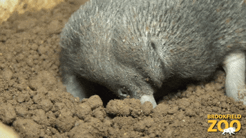 Baby Animal Echidna GIF by Brookfield Zoo