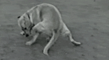 Dog Running GIF by Jacob Graff