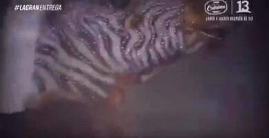 Horse GIF